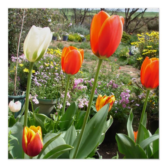 Póster Tulipas Vermelhas Brancas Tulipas Primavera Nature (Frente)