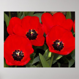 Poster Tulipas Vermelhas Brilhantes Fotografia Floral