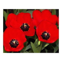 Tulipas Vermelhas Brilhantes Fotografia Floral