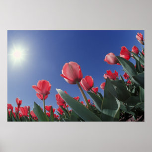Póster Tulipas vermelhas de ângulo muito baixo, Cincinnat