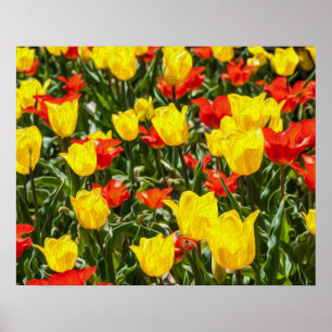 Poster Tulipas Vermelhas e Amarelas
