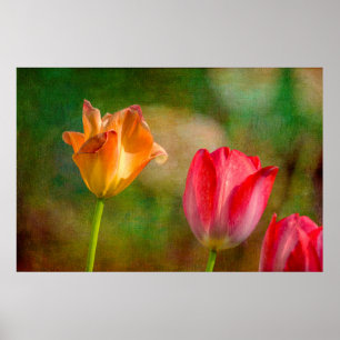 Póster Tulipas vermelhas e amarelas sobre fundo texturiza