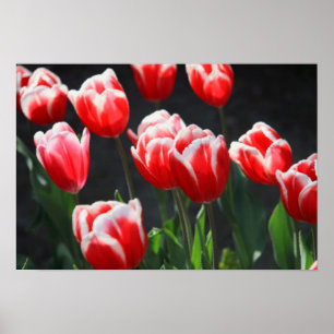 Poster Tulipas vermelhas e brancas