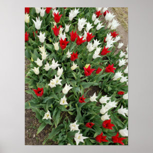 Poster Tulipas vermelhas e brancas