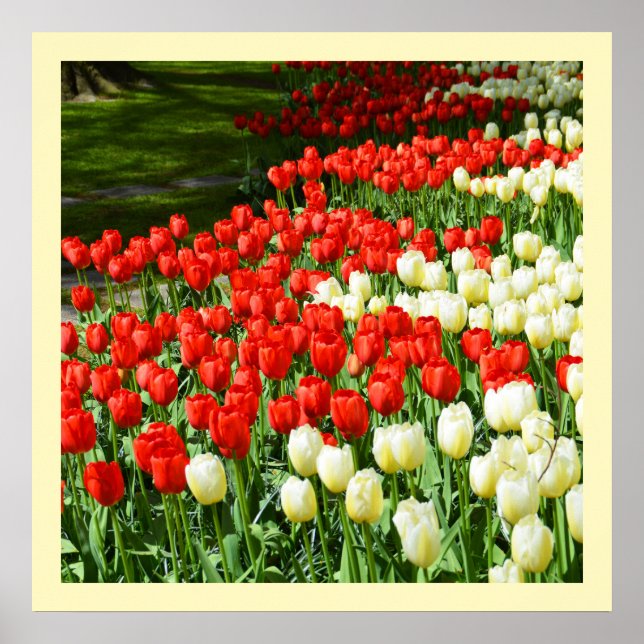 Póster Tulipas vermelhas e brancas (Frente)