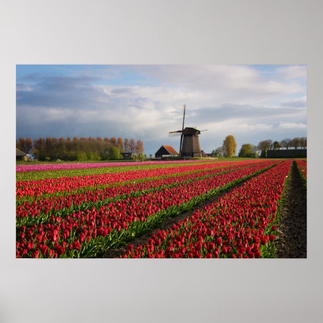 Poster Tulipas vermelhas e um moinho de vento (Frente)