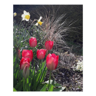 Póster Tulipas vermelhas no jardim
