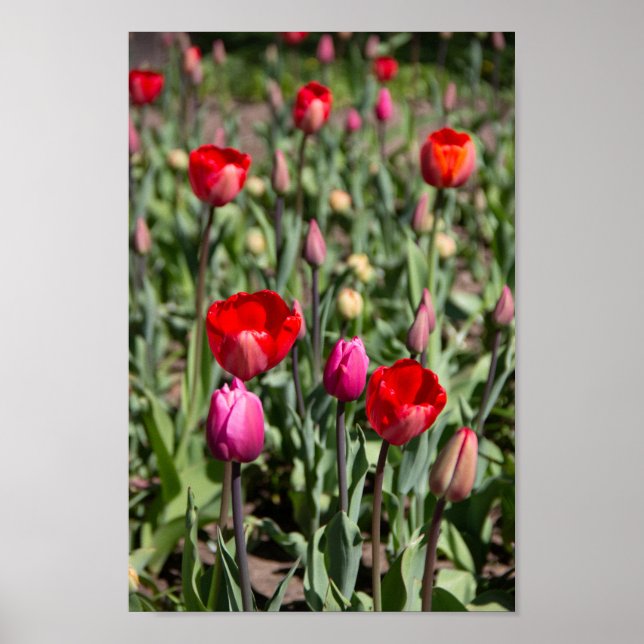 Poster Tulipas vermelhas num dia de verão (Frente)