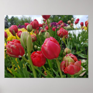 Poster Tulipas vermelhas Primavera