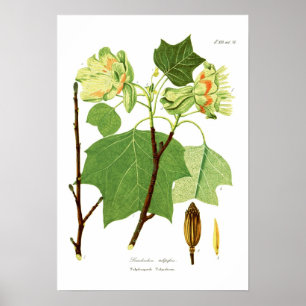 Poster Tulipifera