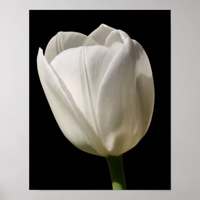 Poster Tulipina Branca Flor À Luz Do Sol (Frente)