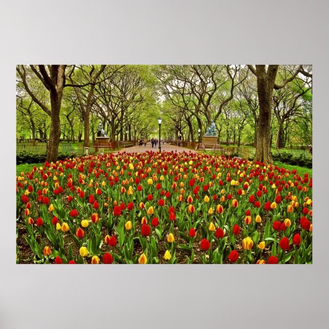 Póster Tulips Central Park NYC (Frente)