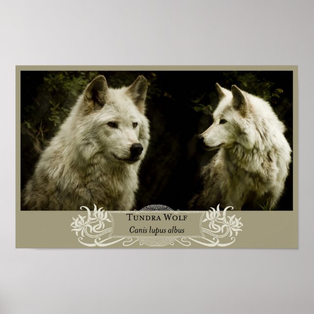 Poster Tundra Wolf 11x17 (Frente)