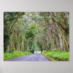 Poster Túnel de Árvore de Eucalipto, Kauai, Havaí