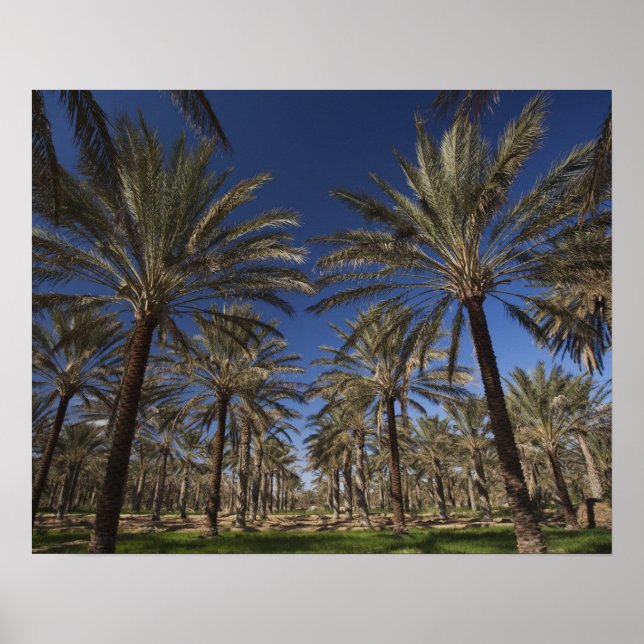 Poster Tunísia, Deserto do Saara, Douz, Zona Turística, 2 (Frente)