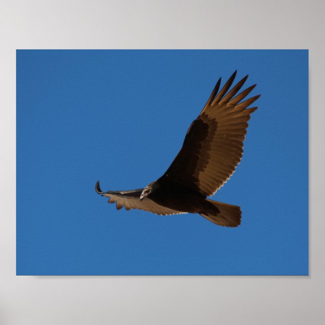 Poster Turca Buzzard a Voo (Frente)