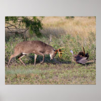 Turca selvagem de cervo de cauda branca