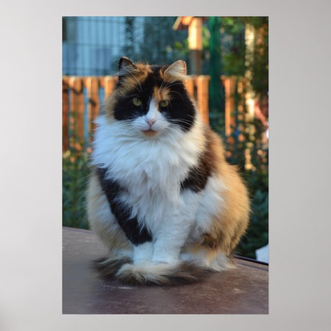 Póster Turco Van (Frente)