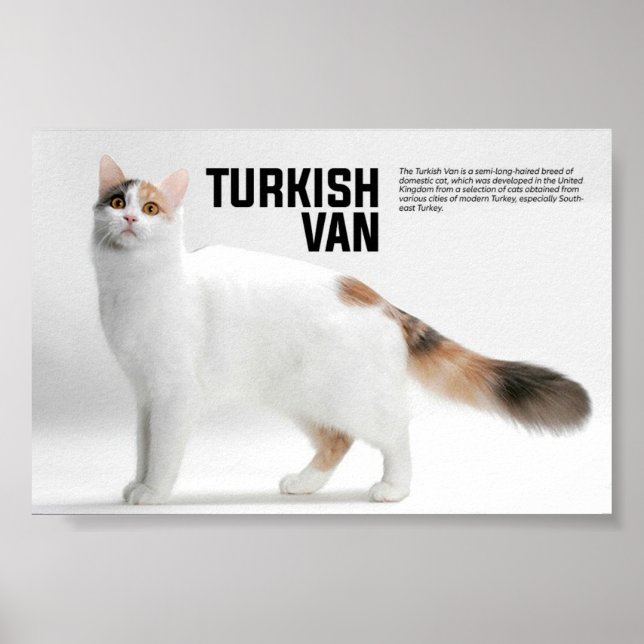 Poster Turco Van Cat Breed (Frente)