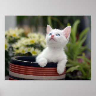 Póster Turco White Kitten