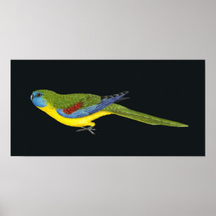Póster Turquesa Papagaio - Neophema pulchella