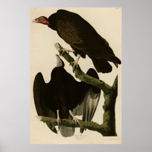 Poster Turquia Buzzard das Aves da América de Audubon