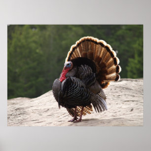 Poster Turquia selvagem