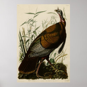 Poster Turquia Selvagem (Homem) das Aves da América de Au