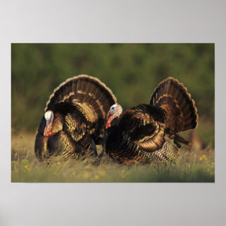 Póster Turquia selvagem, Meleagris gallopavo, machos