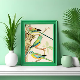 Poster Turquoise Parakeet