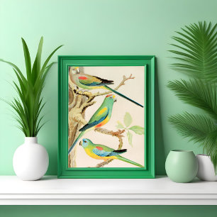 Poster Turquoise Parakeet