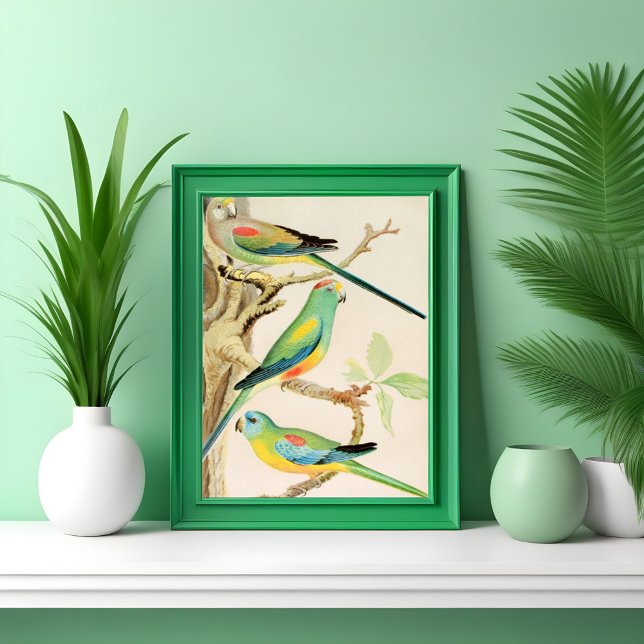 Poster Turquoise Parakeet (Criador carregado)