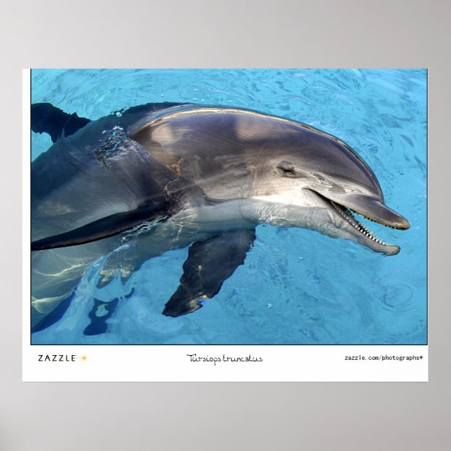 Poster Tursiops Truncatus (Frente)