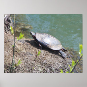 Póster Turtle2