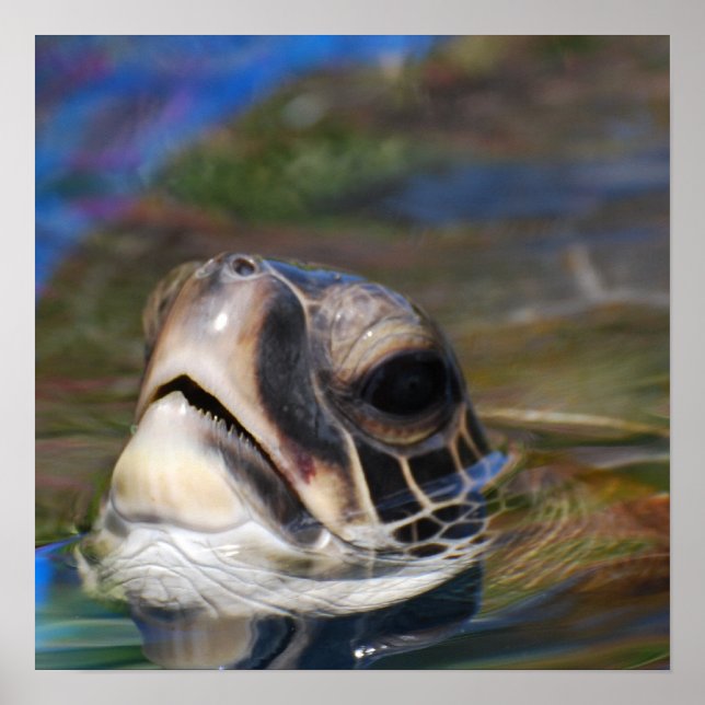 Poster Turtle Head (Frente)