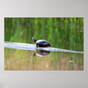 Poster Turtle on Log