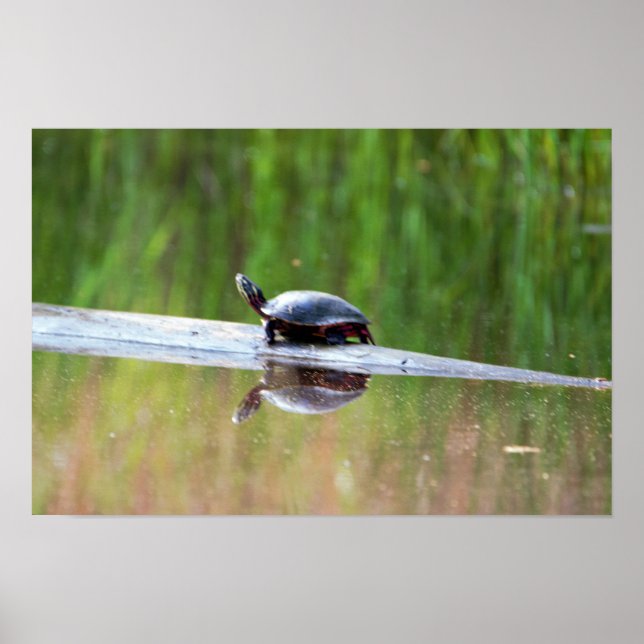 Poster Turtle on Log (Frente)