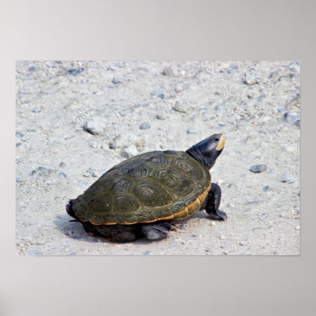 Poster Turtle Photo (Frente)