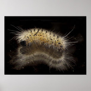 Póster Tussock Caterpillar da hicória