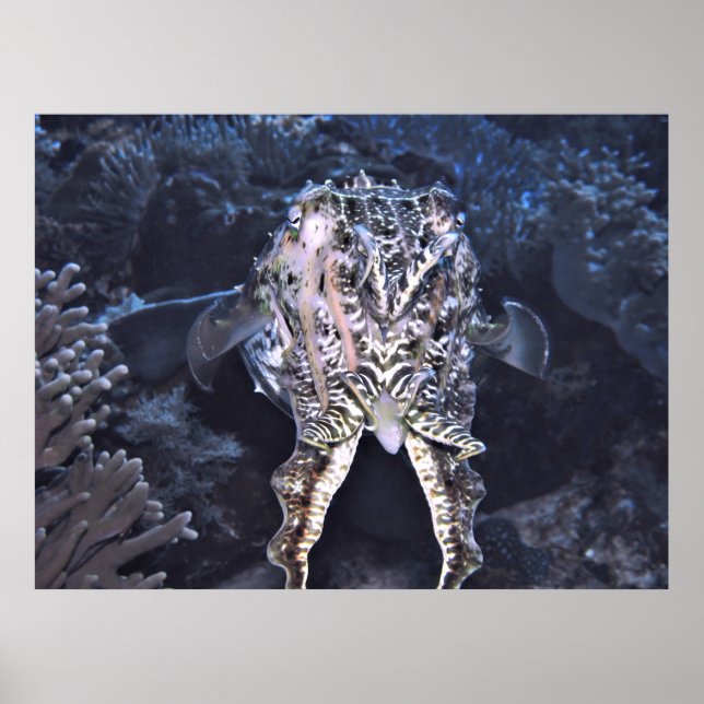 Poster Tuttlefish Tentules (Frente)