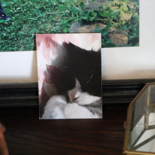 Poster Tuxedo Cat Art Cute Pink Nose Kitty Art Poste