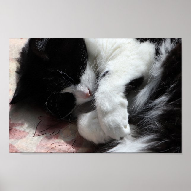 Poster Tuxedo Cat Art Cute Pink Nose Kitty Cats Art (Frente)