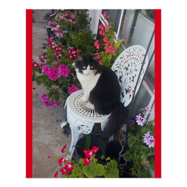 Póster Tuxedo Cat Flowers Bonito Gatos Gatos Cartão de An (Frente)