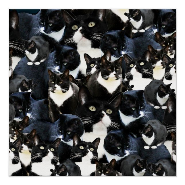 Póster Tuxedo Cat Madness (Frente)