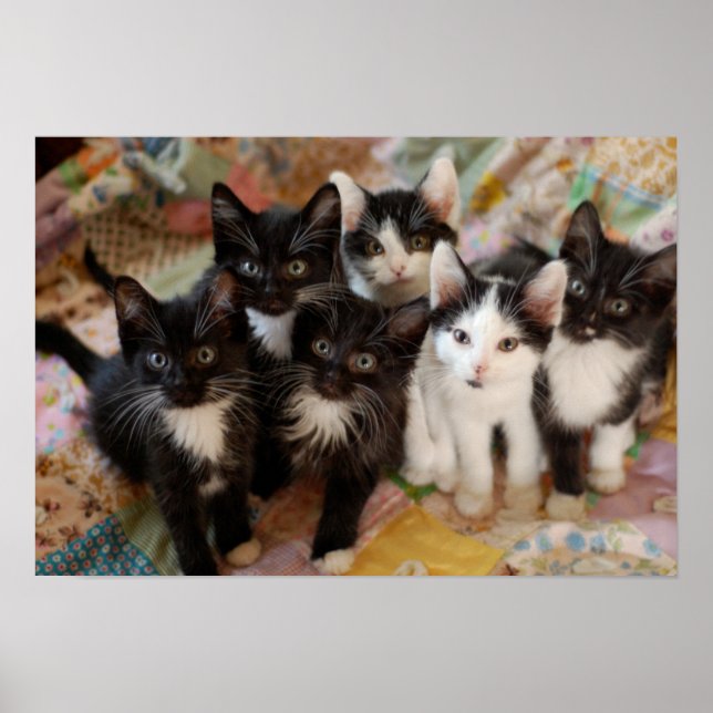 Póster Tuxedo Kittens (Frente)
