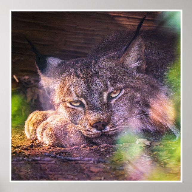 Poster Twilight Guardian: Resting Lynx (Frente)
