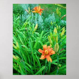 Póster Twin Daylily e Artemesia