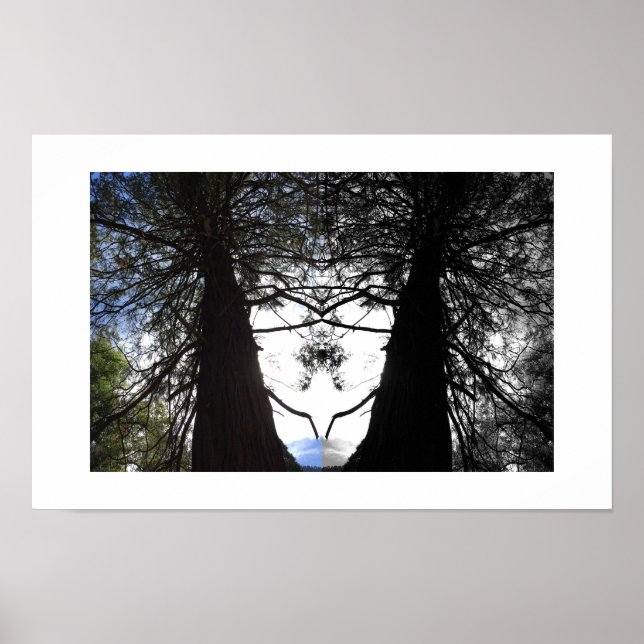 Poster Twisted Branches Yosemite Reflection Photography (Frente)