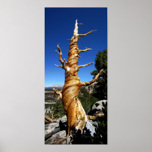 Póster Twisty Foxtail Pine - Serra Nevada