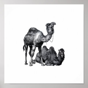 Póster Two camels One standing One lying down drawing